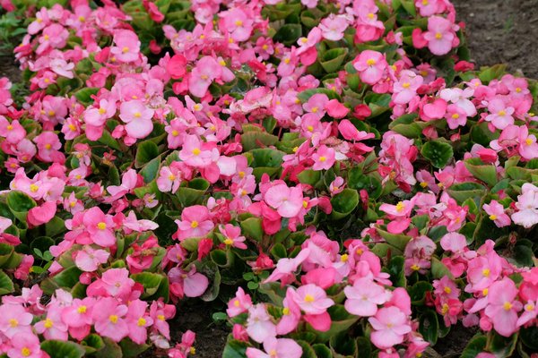 Micro-ondes pour personnes âgées : Quels sont les critères à considérer ?